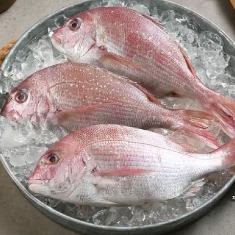 [우리참바다] 국내산 참돔 320g(2미)×6팩