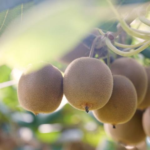 ★햇 키위★ 사천 망고키위 2.5kg