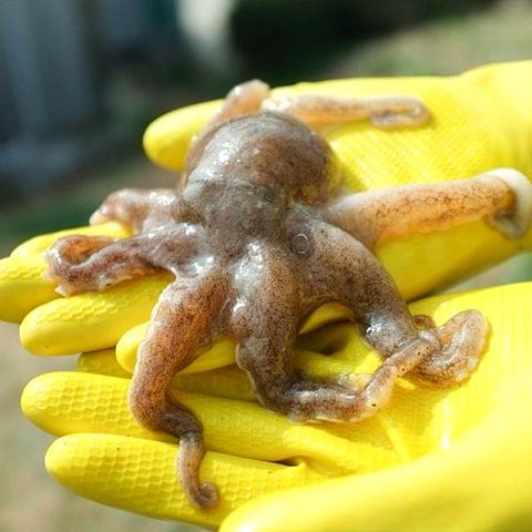 귀한 생물 활 주꾸미 1kg 10미내외