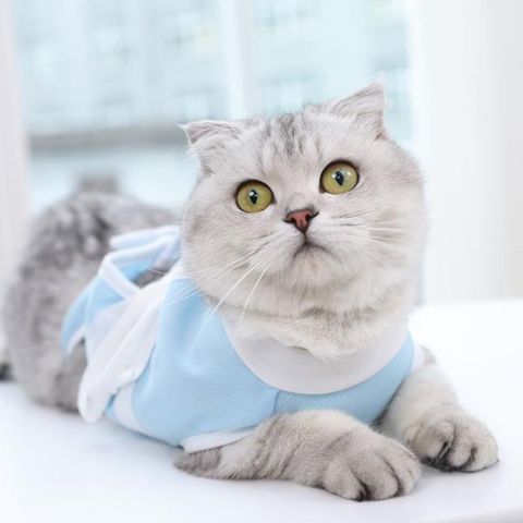 에이치플러스몰 키밍 반려동물 수술 중성화옷 고양이 수술복 고양이 중성화 중성복 수술옷