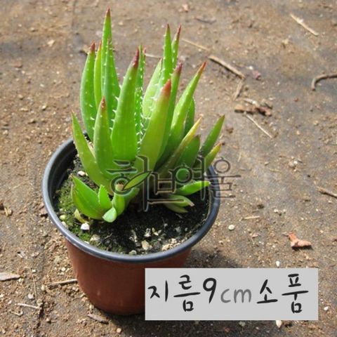 전자파방지 다육이 미니알로에 공기정화 실내인테리어