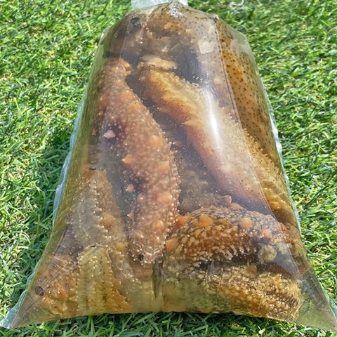 국내산 활 해삼 500g
