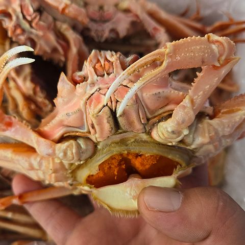 수입 활 빵게 암대게 북해도 암컷대게 1kg