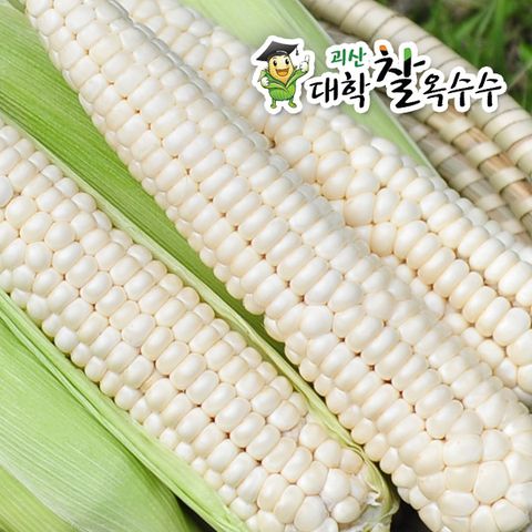 [7/15순차발송] 괴산 대학 찰옥수수 20개 (개당17cm이상)