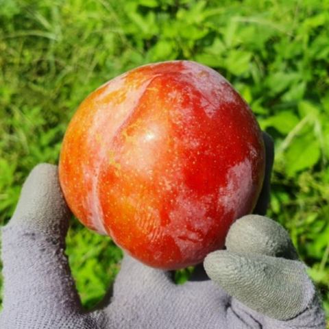 [판매 1등]고당도 국내산 대석자두 후무사 추희자두 햇자두 (1kg/2kg)