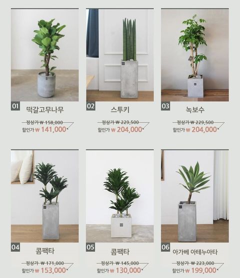 거실화분 인테리어화분 개업화분 공기정화식물 뱅갈고무나무 스투키 금전수