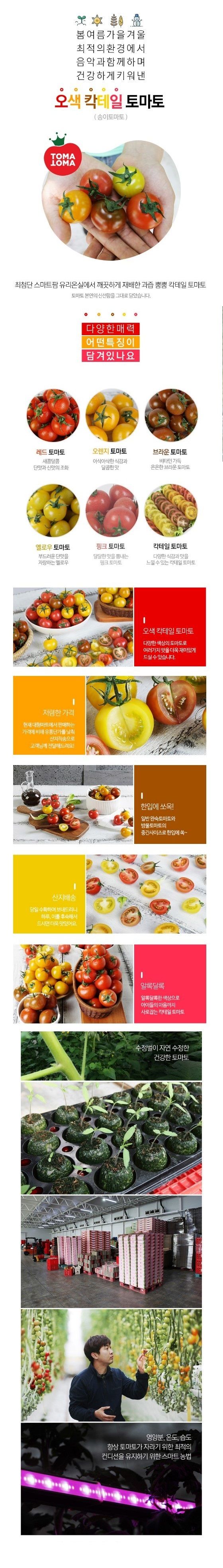 전북 김제 오색 칵테일 토마토 5kg